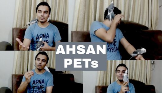 How to breed cockatiels PART 141 Urdu Hindi | Cockatiel Breeding Solutions | AHSAN PETs