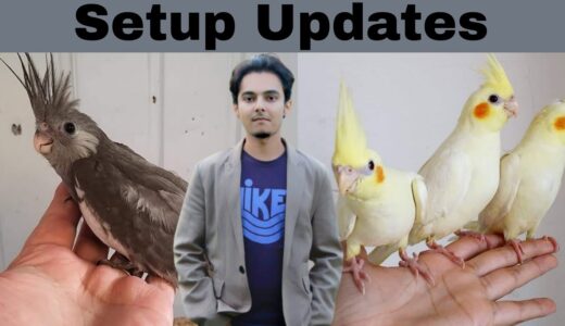 How to breed cockatiels PART 143 URDU HINDI | Cockatiel Breeding Solutions | AHSAN PETs