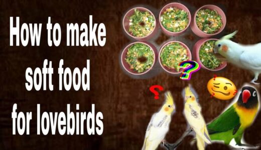 How to make soft food for African Burgie I Cockatiel