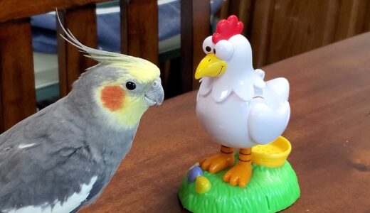 Sunny Talking Cockatiel Extraordinaire Silliness with A Chicken