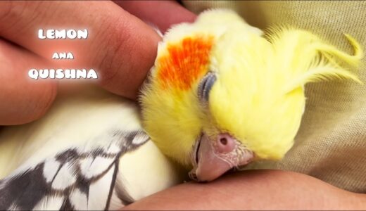 The End of Hatching | Cockatiel’s Infertile Egg