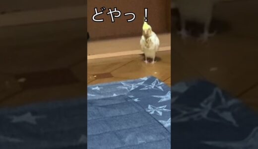 初飛行でドヤ顔のオカメインコ