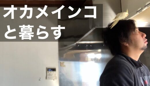 オカメインコと暮らすアラフォーの日常｜ルーティン