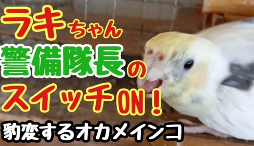 オカメインコのラキちゃん🦜警備隊長のスイッチON 😂またも豹変！