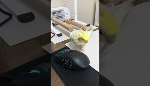 My old blind cockatiel, but he seems to see the light/目が見えなくなった老オカメインコ、光が見えているかも？カメちゃん