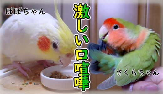 しゃべるコザクラインコがオカメインコを黙らせる