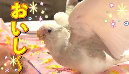 可愛い決めポーズをしながらごはんを食べる【オカメインコの雛】vol.154 #オカメインコ#Cockatiel#雛