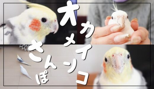 オカメインコは警戒心の強い鳥のはず…だよね？オカメインコのむぎとおもち