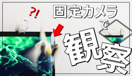 「なに？」って連呼する鳥！相手を振り回すオカメインコのむぎとおもち｜cockatiel｜Parakeet｜Parrot｜Healing video｜