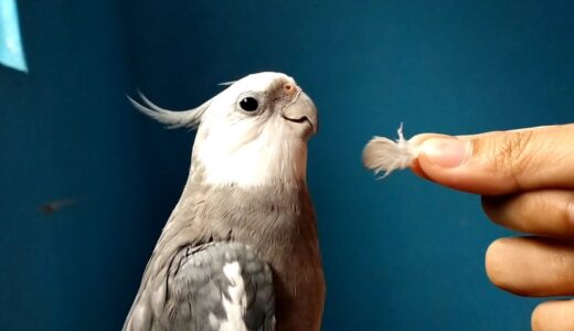 Cockatiel Singing Happy Birthday Song to a Feather