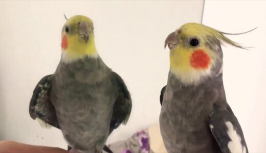 Happy Cockatiel singing and playing compilation #01 / Calopsitte joyeuses qui jouent et chantent