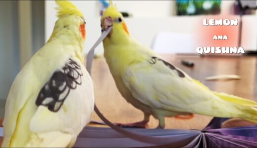 I woke my cockatiel up at 6am to give him an unforgettable birthday party
