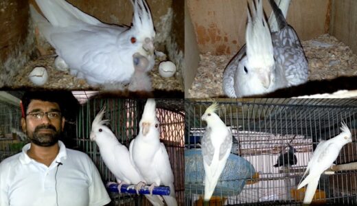 V Pied Cockatiel Fallow Cockatiel Eno Cockatiel Breeding Progress