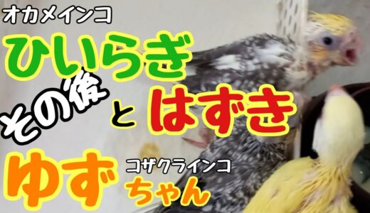 オカメインコのひいらぎとはずき＆コザクラインコのゆずちゃん🐥その後