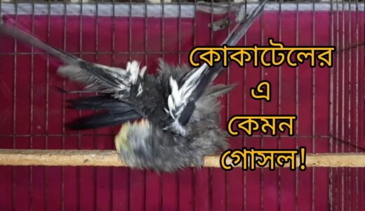 This Cockatiel is so cute in his bathing | কোকাটেলের জব্বর গোসল