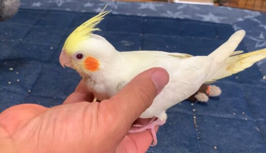 エサを食べないオカメインコのその後…