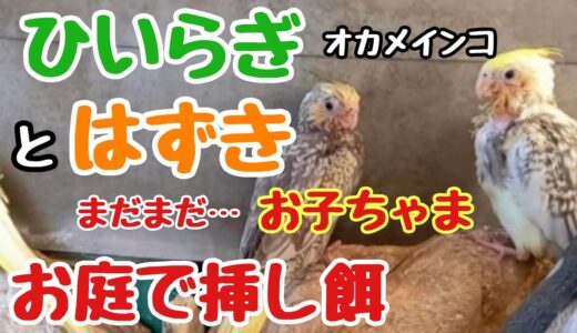 オカメインコのひいらぎとはずき🦜お庭デビューして、外のケージで暮らしていますが、まだまだお子ちゃまです🐥😄