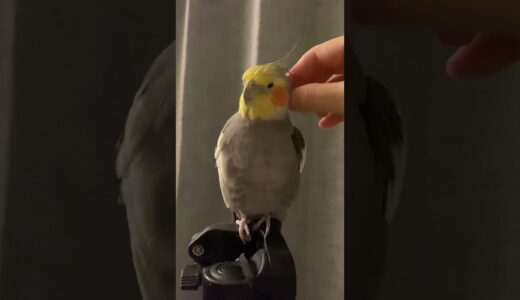 オカメインコをカキカキしていたら鼻のゴミを発見するも取れなくてもどかしい