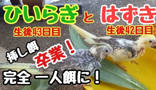 オカメインコのひいらぎとはずき…まだ43日目ですが、挿し餌卒業して完全一人餌になりました！