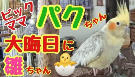 オカメインコの雛ちゃんが大晦日に生まれました🐣❣