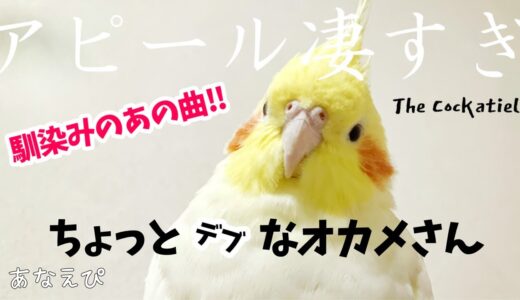 電話来たよ！とアピールがすごいオカメインコ｜Cockatiel