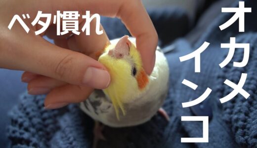【オカメインコ】ちょんまげの毎日【44日目】