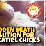 COCKATIEL CHICKS SUDDEN DEATH SOLUTION || காக்டைல் குஞ்சுகள் இறப்பதை தடுக்க || PAVITHRAM BIRD FARMS