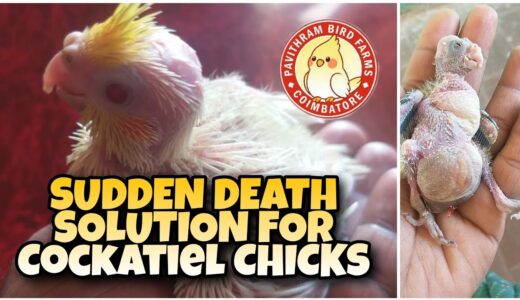 COCKATIEL CHICKS SUDDEN DEATH SOLUTION || காக்டைல் குஞ்சுகள் இறப்பதை தடுக்க || PAVITHRAM BIRD FARMS