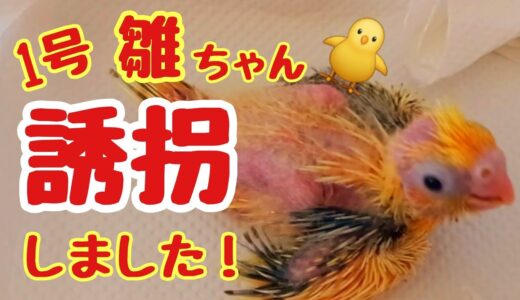 オカメインコの雛ちゃん🐥生後16日目の1号雛ちゃん…巣上げしました❣