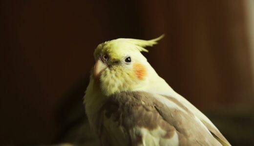 オカメインコの留守番 – Cockatiel stayed at home alone. (SONY NEX-VG20)