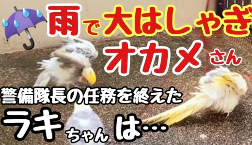 オカメインコさん雨で大はしゃぎです☔😄警備隊長の任務を終えたラキちゃんは…甘えっ子に戻りました❣
