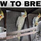 How to breed cockatiels Part 261 Urdu Hindi Punjabi | cockatiel breeding solutions | AHSAN PETs