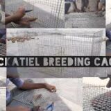 How to make cockatiel breeding cage – VJ pets Kpm