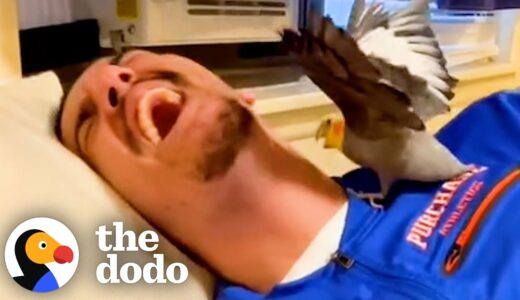 Woman’s Boyfriend Tries To Win Over Her Possessive Bird | The Dodo Soulmates