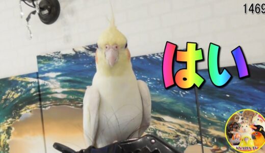 お返事オカメインコ♥エマちゃん｜思い出① Cute Cockatiel　＃1469