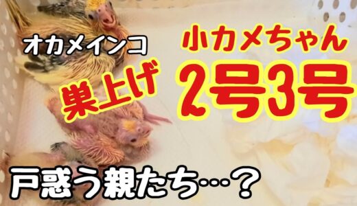 オカメインコの雛ちゃん🐥2号3号同時に本日巣上げ❣
