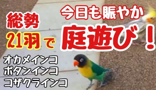 オカメインコ、コザクラインコ、ボタンインコ…総勢21羽が参加して、庭遊び❣今日も賑やかです😊