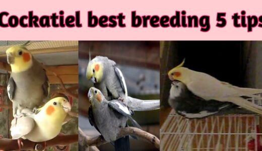 cockatiel breeding tips ll cockatiel top 5 breeding tips ll cockatiel sy achi breed leny ka tareeka