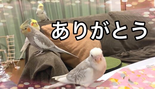 【感謝の気持ち】本当にありがとうございました【そしてこれから】vol.157 #オカメインコ#Cockatiel