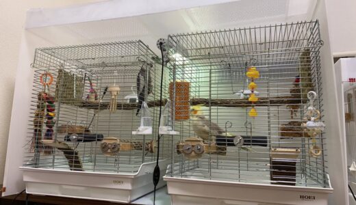 オカメインコ就寝前垂れ流し（飼い主不在）取り直しました