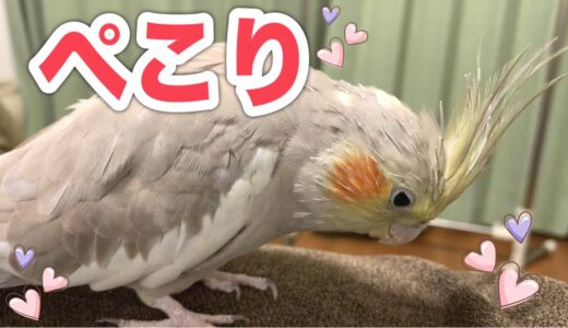 健気で可愛い♡カキカキのおねだり【オカメインコ】vol.158 Cockatiels make a cute appeal#オカメインコ#Cockatiel