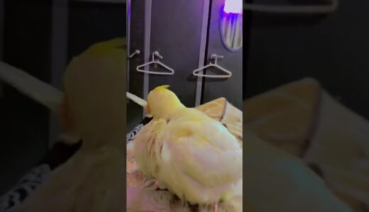 Cockatiel Preening it’s self | cockatiels | Birdyo Farm