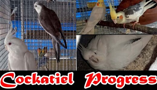 Season start with 5 pair Cockatiel pair|| Breeding festival part-8|| Kolkata Lovebirds||