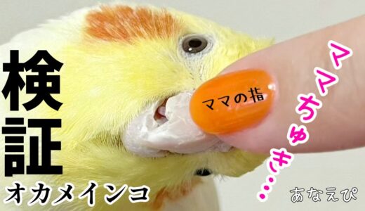 【検証】飼い主が好き過ぎるオカメインコを突き放してみた時の反応はこちら｜Cockatiel