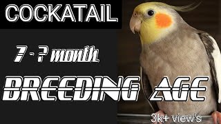 life cycle of Cockatiel | breeding age | cockatiel lifespan| Cocktail kis age main breed |