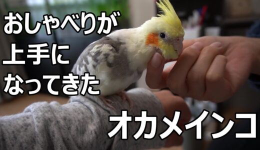 おしゃべりが上達してきたオカメインコ【ちょんまげ96日目】