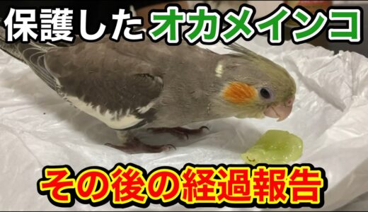 保護したオカメインコの雛の経過報告をします