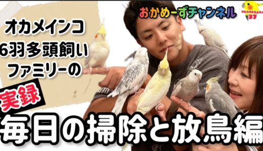 【おかめーずチャンネル】オカメインコ 多頭飼いの日常まるわかり！毎日のお掃除から放鳥までお見せします！