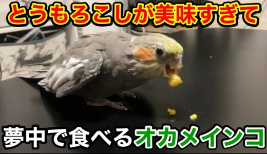 とうもろこしが美味すぎて思わずがっついてしまうオカメインコ