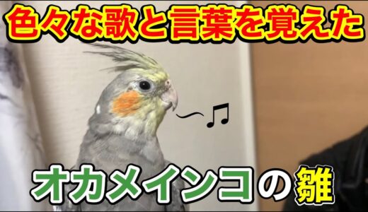 保護したオカメインコの雛が喋れるようになりました(歌も覚えたよ♪)